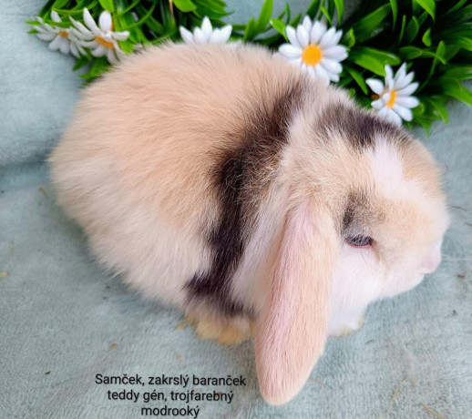 zakrsly-barancek-s-vp-samcek-trojfarebny-big-2