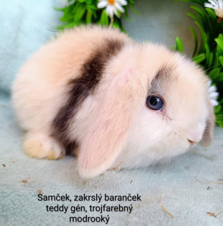 zakrsly-barancek-s-vp-samcek-trojfarebny-big-0
