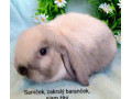 zakrsly-barancek-s-vp-samcek-siam-zlty-small-2