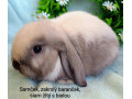 zakrsly-barancek-s-vp-samcek-siam-zlty-small-0