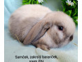 zakrsly-barancek-s-vp-samcek-siam-zlty-small-1