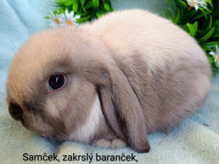 zakrsly-barancek-s-vp-samcek-siam-zlty