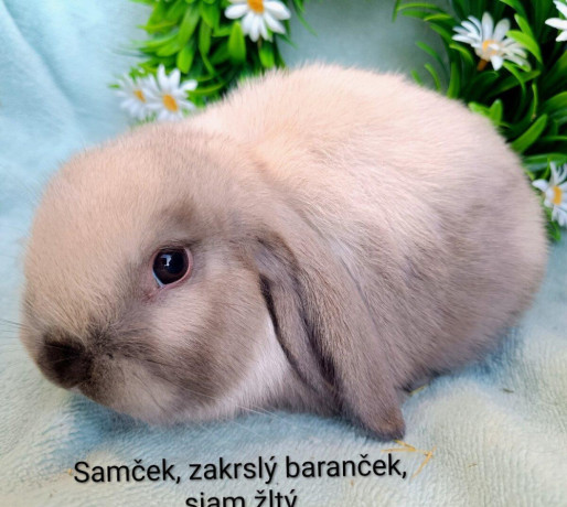 zakrsly-barancek-s-vp-samcek-siam-zlty-big-2