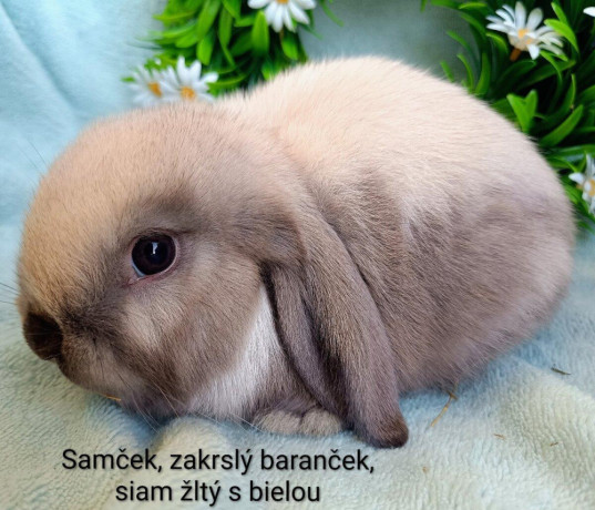 zakrsly-barancek-s-vp-samcek-siam-zlty-big-0