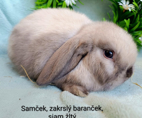 zakrsly-barancek-s-vp-samcek-siam-zlty-big-1