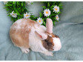 zakrsly-rex-wo-samcek-trojfarebny-small-1