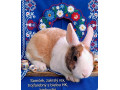 zakrsly-rex-wo-samcek-trojfarebny-small-0