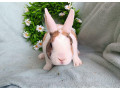 zakrsly-rex-wo-samcek-trojfarebny-small-2
