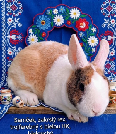 zakrsly-rex-wo-samcek-trojfarebny-big-0