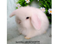 zakrsly-barancek-teddy-gen-s-vp-samicka-biela-modrooka-small-0
