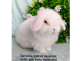 zakrsly-barancek-teddy-gen-s-vp-samicka-biela-modrooka-small-1