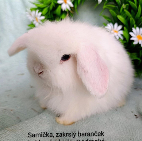 zakrsly-barancek-teddy-gen-s-vp-samicka-biela-modrooka-big-0