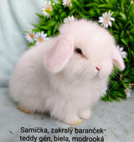 zakrsly-barancek-teddy-gen-s-vp-samicka-biela-modrooka-big-1