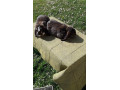francuzsky-baran-small-0