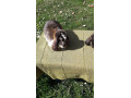 francuzsky-baran-small-1