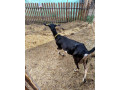 predam-dojnu-kozu-small-3