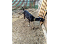 predam-dojnu-kozu-small-0