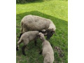 predam-jahnata-small-0
