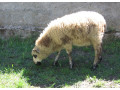 prodam-jehnata-3-beranky-small-0