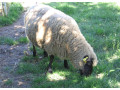 prodam-jehnata-3-beranky-small-4