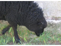 prodam-jehnata-3-beranky-small-2