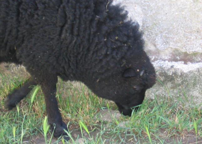 prodam-jehnata-3-beranky-big-2