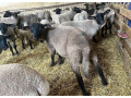 americky-suffolk-100-small-1
