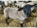 americky-suffolk-100-small-3