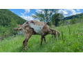 an-koza-small-2