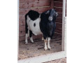 cap-na-pripustenie-small-0