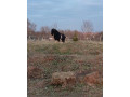 cap-na-pripustenie-small-1