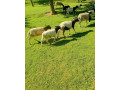 dorper-small-1