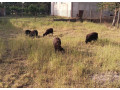 predam-quessantske-oussantske-miniovecky-small-4