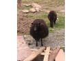 predam-quessantske-oussantske-miniovecky-small-0
