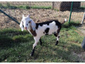 predam-krasneho-podieloveho-an-capka-kludna-povahado-chovu-small-4