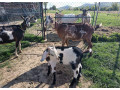 predam-krasneho-podieloveho-an-capka-kludna-povahado-chovu-small-2