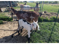 predam-krasneho-podieloveho-an-capka-kludna-povahado-chovu-small-3