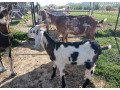 predam-krasneho-podieloveho-an-capka-kludna-povahado-chovu-small-1