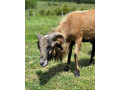 kamerunsky-baran-small-3