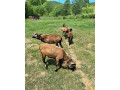 kamerunsky-baran-small-4