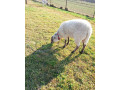 predam-ovecku-small-0