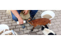 kameronsky-baran-small-0