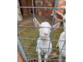 predam-kozy-small-0