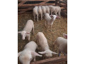 predam-jahnata-small-0