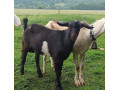 predam-mladeho-capka-small-0