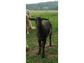 predam-mladeho-capka-small-1