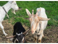 kozie-mlieko-syr-small-3