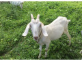 kozie-mlieko-syr-small-1