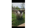 predam-ovce-small-0
