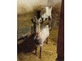 predam-3-kozicky-small-2